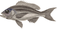 Black snapper