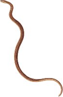 Urotheca dumerilli