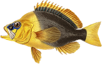 Plectropoma melanorhina 