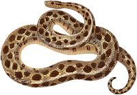Spotted dwarf boa