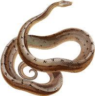 Dusky dwarf boa