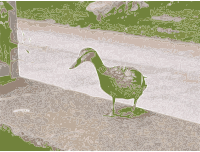 Female mallard duck 