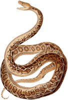 Cuban boa
