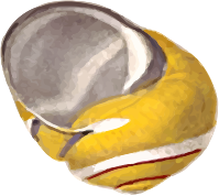 Helix picta