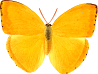Orange giant sulphur
