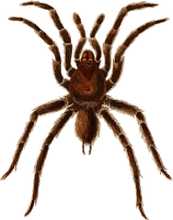 Mygale spider