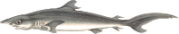 Silky shark