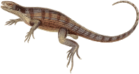Curlytail lizard