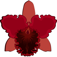 cattleya-07A
