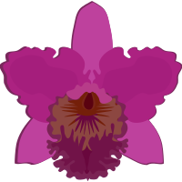 cattleya-07B
