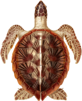 Green sea turtle