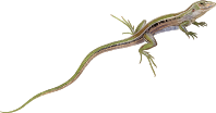 Cuban ameiva