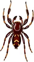 Regal jumping spider