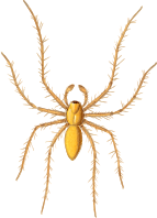Lynx spider