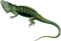 Cuban iguana