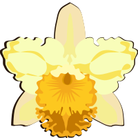 cattleya-07L