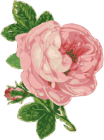 Rose 33