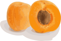 Abricots (coupe et entier)