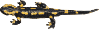 fire salamander