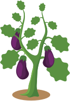 Eggplant (#4)