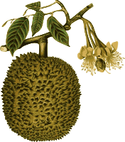 Durian