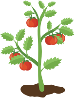 Tomato Plant