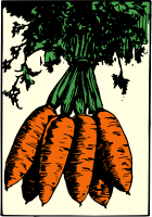 Bunch of Carrots - Colour