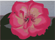 Psalm22-27 Flower Pic
