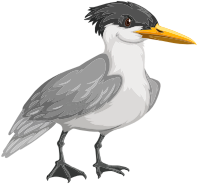 Cute Tern