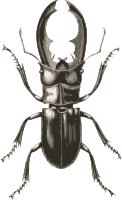 Stag Beetle