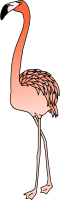 Flamingo 4 (colour)