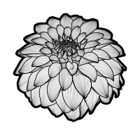 Dahlia black and white