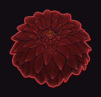 Dahlia colour