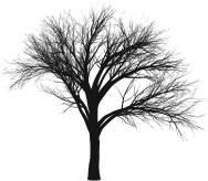 Intricate Tree Silhouette By Deedster