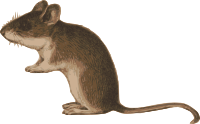 Little Mouse