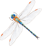 Intricate Dragonfly