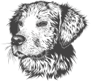 A dog's head