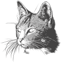 a cat's head