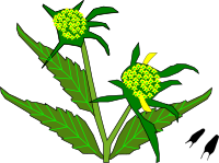 Beggars Ticks