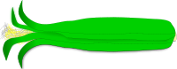 Corn in its shucks