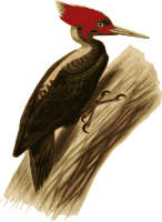 Woodpecker 2