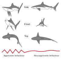Shark Threat Display