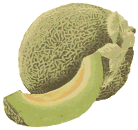 Honeydew Melon