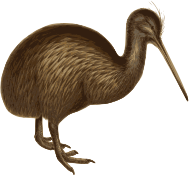 Kiwi Bird
