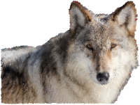 Low Poly Snow Wolf II