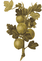 Gooseberries