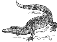 crocodile