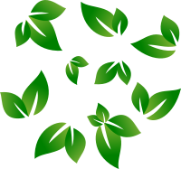 Beautiful leaves of trees.
