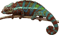 chameleon