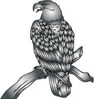 Bald Eagle Duochrome